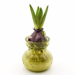 Hüatsint klaasvaasis