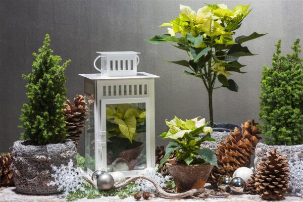 Lõhnav ebaküpress 'Top Point' P9