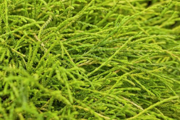 Mägi-ebaküpress 'Sungold' P19