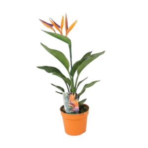 Kuninglik paradiisilinnulill P12 kunstõiega