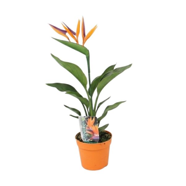 Kuninglik paradiisilinnulill P12 kunstõiega