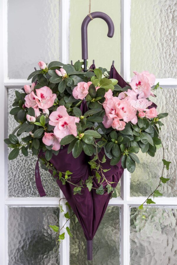 Asalea P17 erinevad savipotis