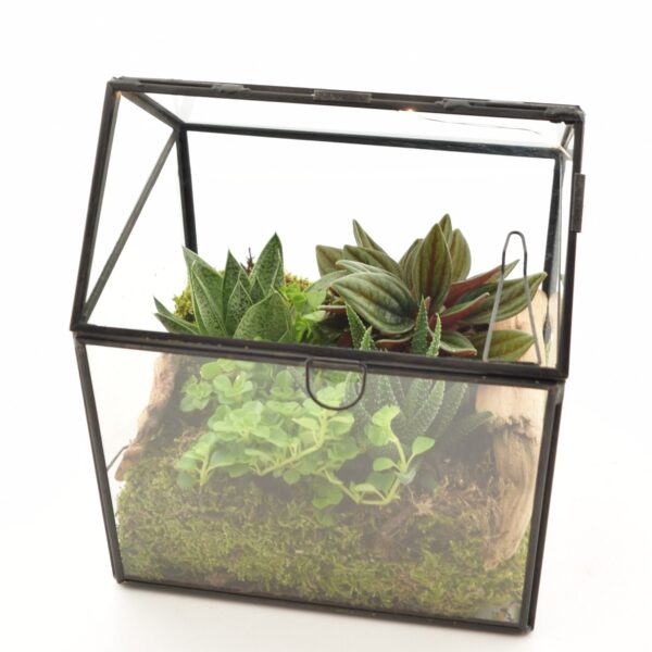 Terraariumiseade minikasvuhoones 17x14x20cm+LED