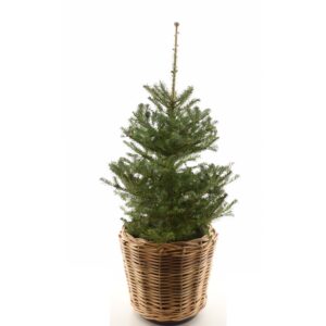 Serbia kuusk P24 100-120cm