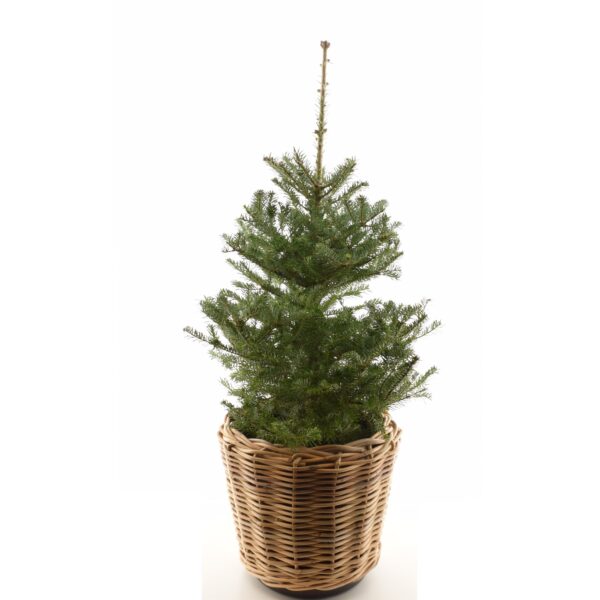 Serbia kuusk P24 100-120cm