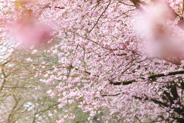 Ilukirsipuu 'Accolade' P26 200cm Eestis kasvatatud