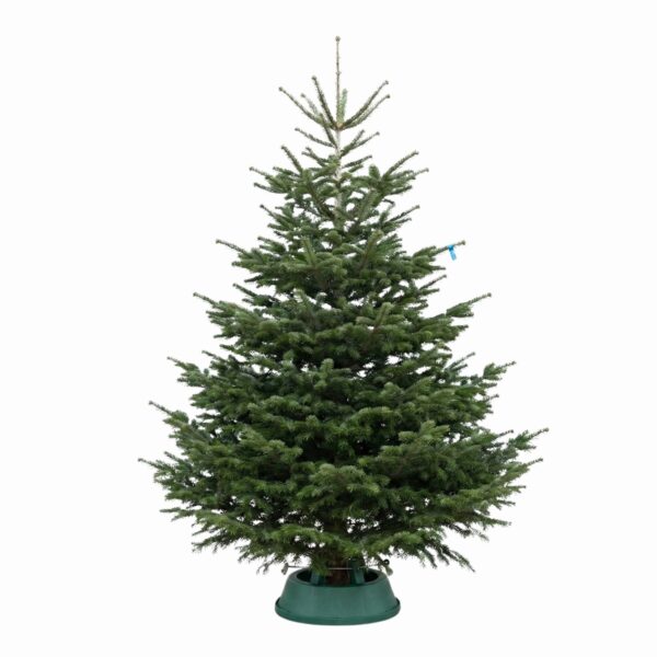 Kaukaasia nulg Nordmann Standard 400-450cm