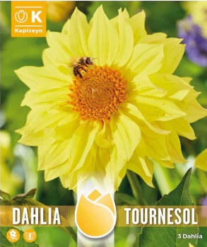 Daalia ‘Tournesol’ 3tk