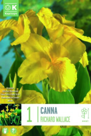 Kanna ‘Richard Wallace’ 1tk