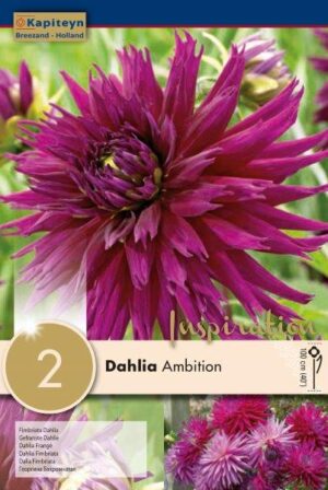 Daalia ‘Ambition’ 2tk