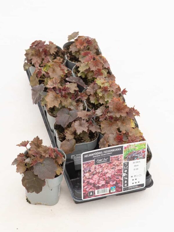 Helmikpööris 'Palace Purple' P12