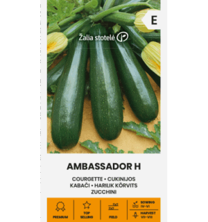 Suvikõrvits ‘Ambassador H’