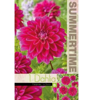 Dekoratiivdaalia ‘Le Baron’ 1tk