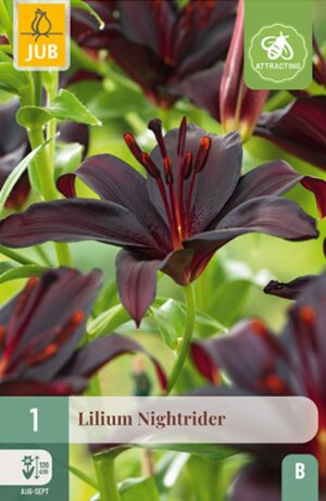 Liilia ‘Nightrider’ 1tk