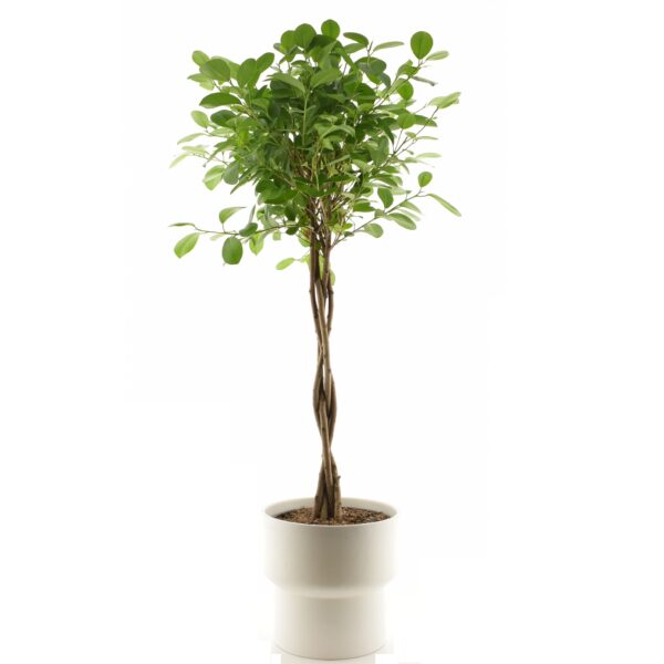 Väikeseviljaline viigipuu 'Moclame' P23 85cm tüvel