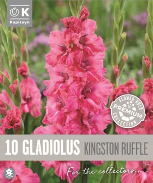 Gladiool ‘Kingston Ruffle’ 10tk