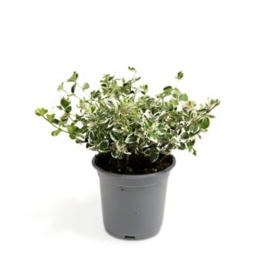 Fortune’i kikkapuu ‘Emerald Gaiety’ P11