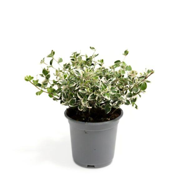 Fortune'i kikkapuu 'Emerald Gaiety' P11