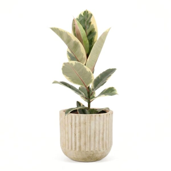 Kummi-viigipuu 'Tineke' P17 30-40cm