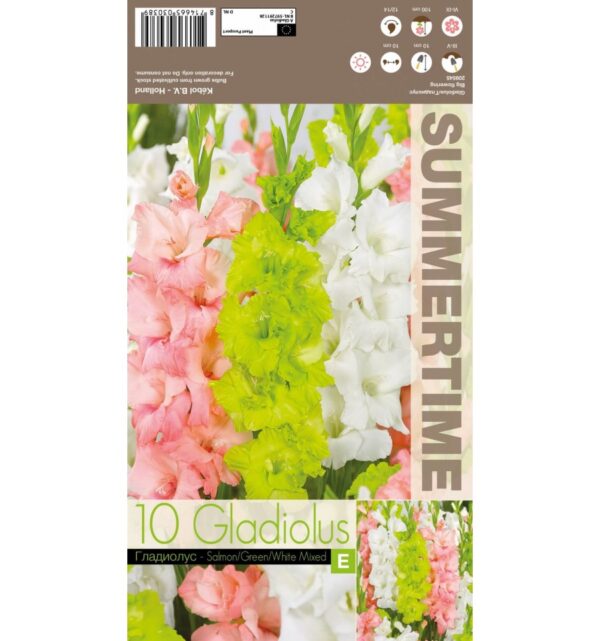 Gladiool erinevad 12 tk
