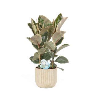 Kummi-viigipuu ‘Tineke’ P24 50cm 3tüve