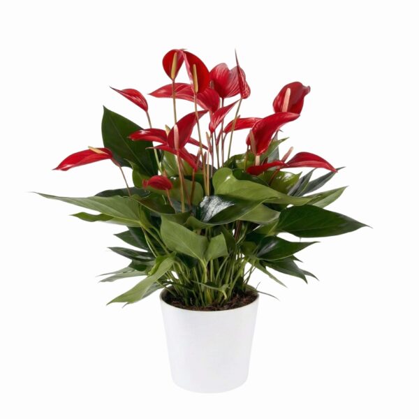 Flamingolill 'Banderola Roja' P17