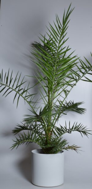 Kanaari datlipalm P30 180cm