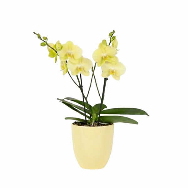 Kuuking 'Tablo Limoncello' P12 2 õievart