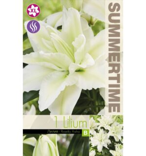 Aasia liilia ‘Roselily Aisha’ 1tk