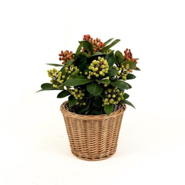 Jaapani skimmia 'Obsession' P15