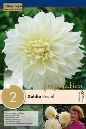 Daalia ‘Fleurel’ 2tk