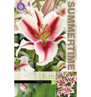 Oriental liilia ‘Hachi’ 1tk