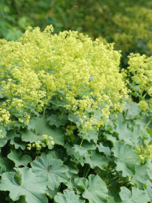 Pehme kortsleht ‘Irish Silk’ P12