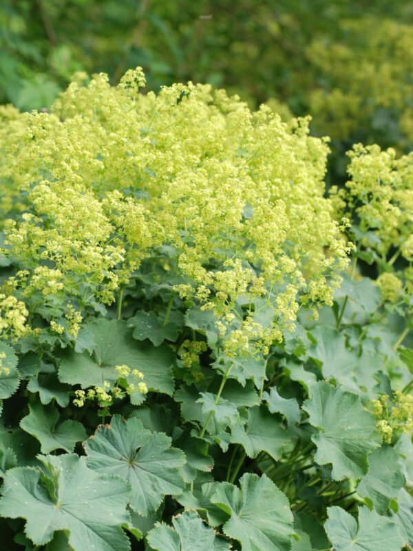 Pehme kortsleht 'Irish Silk' P12