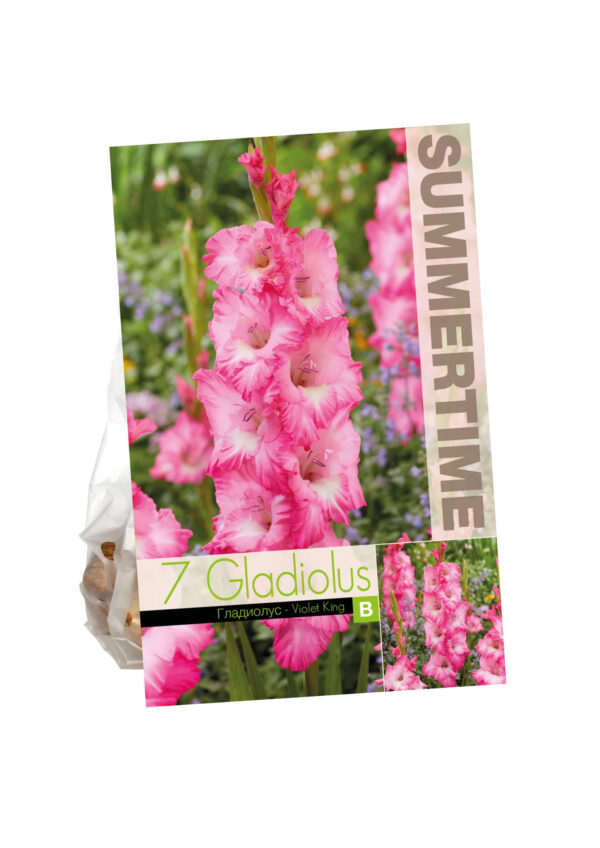 Gladiool 'Violet King' 7tk