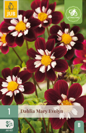 Daalia ‘Mary Evelyn’ 1tk