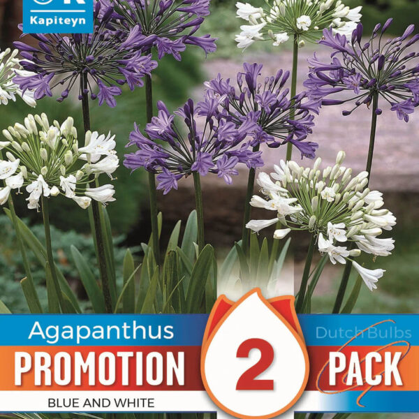 Lembeliilia 'Blue and White' 2tk