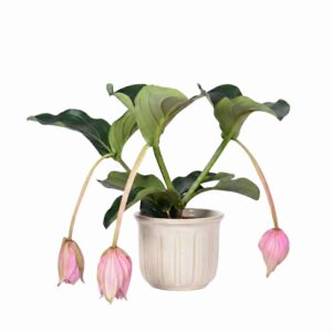 Oivaline korallpõõsas P17