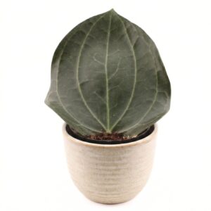 Laialehine vahalill P14