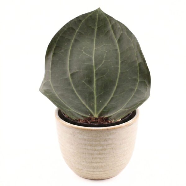 Laialehine vahalill P14