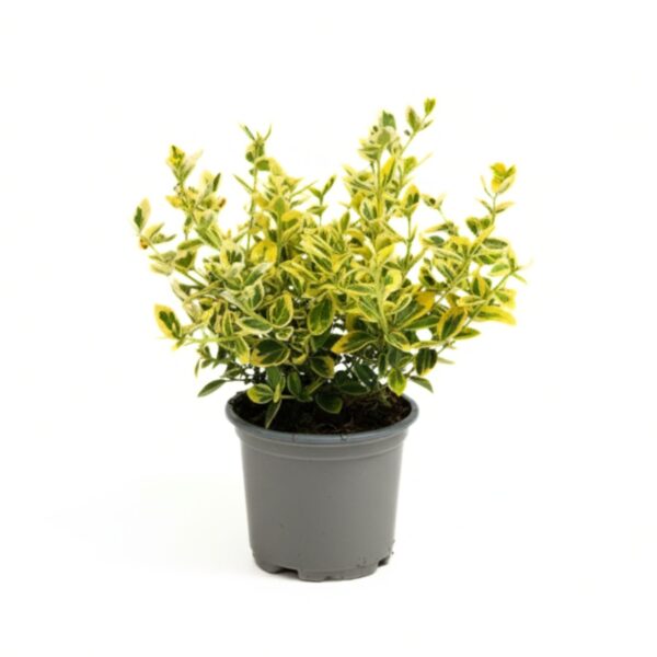 Fortune'i kikkapuu 'Emerald n Gold' P11