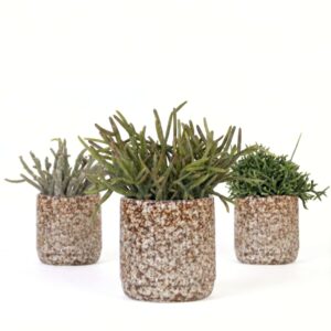 Helmekaktus P9 ümbrispotis