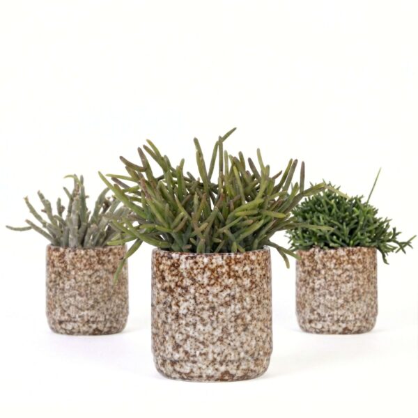 Helmekaktus P9 ümbrispotis