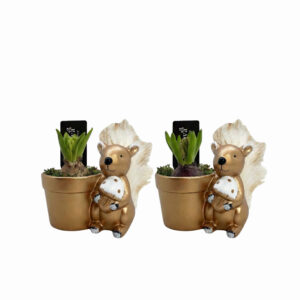 Hüatsint P14 ümbrispotis orav