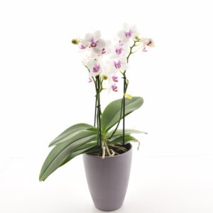 Kuuking ‘Boquetto Passione’ P12 3-5 õievart