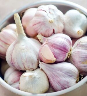 Taliküüslauk ‘Germidour’ 250g/pk