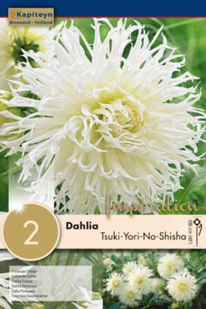 Daalia ‘Tsuki-yori-no-shisha’ 2tk