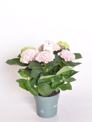 Suurelehine hortensia ‘Magical Revolution’ P12