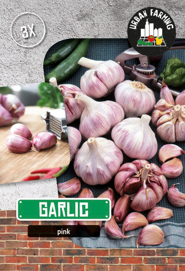 Küüslauk 'Pink' 3tk