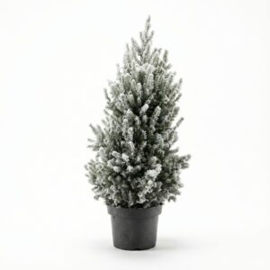 Kanada kuusk ‘December’ lumine P23 65cm